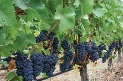 27th Sunday in Ordinary Time Year A, October 4, 2020-"Good fruit, not wide grape"