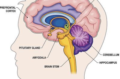 Saturday October 5, 2024: The physiology of happiness and joy