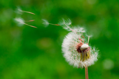 Blowin’ in the Wind